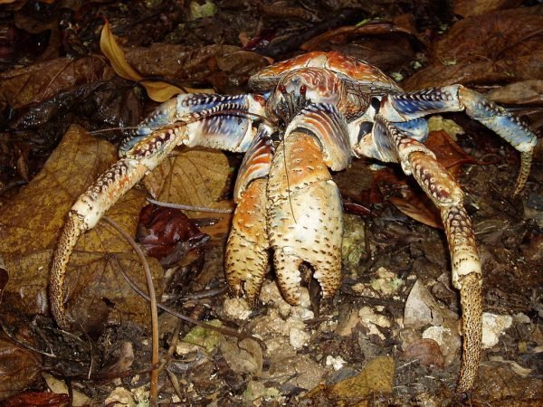 1024px-Robber_crab-600x450-1.jpg